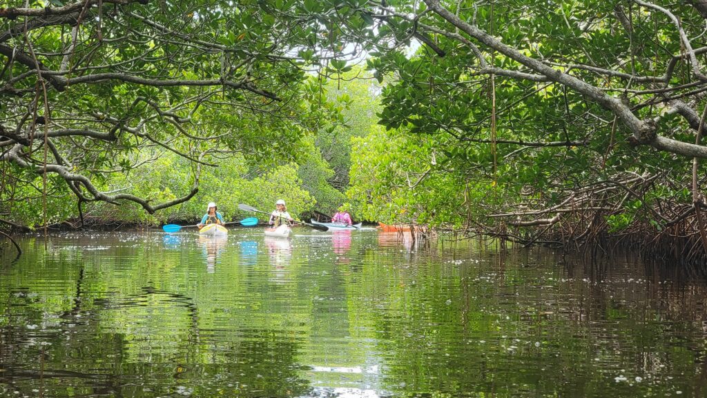 Mangrove tunnel paddle